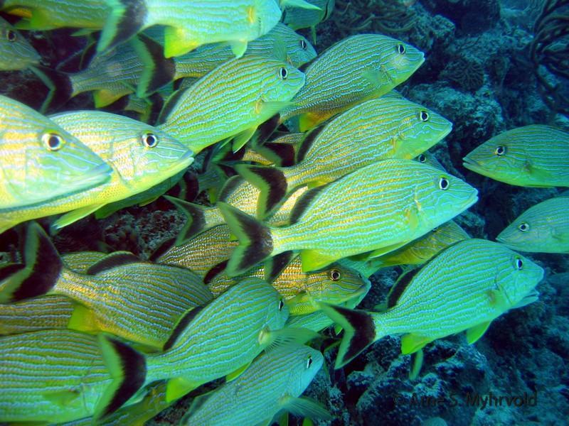 Barracuda reef-Sabaloss(10).jpg